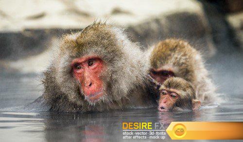 Monkey in park japanese hot springs 15X JPEG