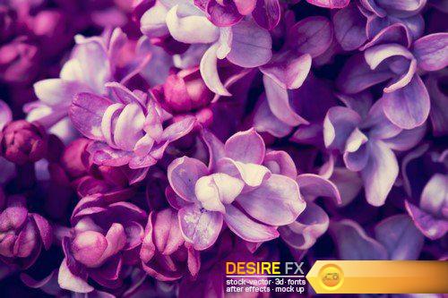 Lilac flowers, spring background 9X JPEG