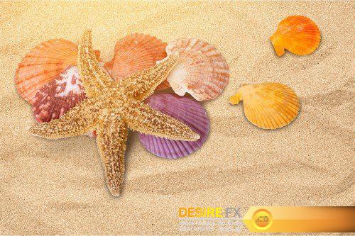 Shells on the sand 13X JPEG