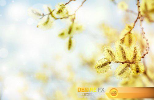 Spring landscape background flovers 13X JPEG