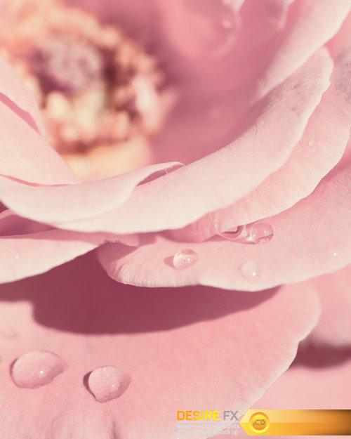 Open Pink Rose 9X JPEG
