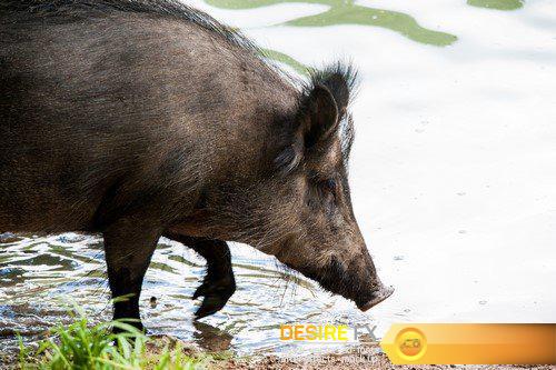Wild boars 9X JPEG