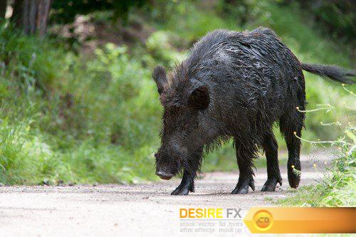 Wild boars 9X JPEG