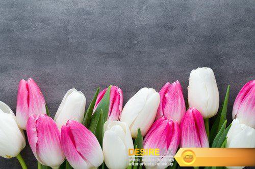 Colored tulip on the grey background 29X JPEG