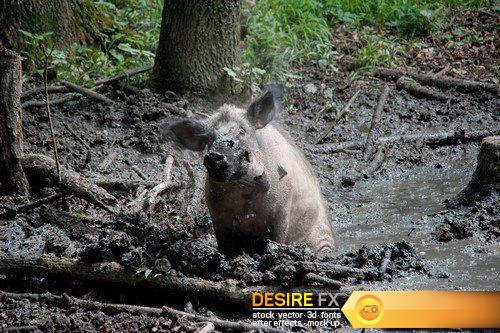 Wild boars 9X JPEG