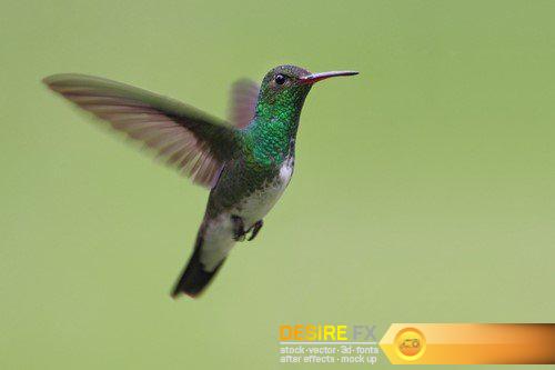 Hummingbird 8X JPEG
