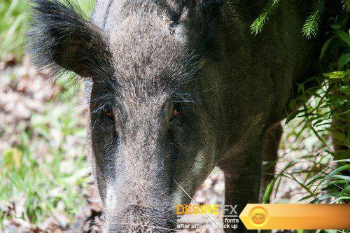 Wild boars 9X JPEG