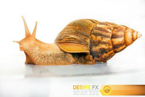 Snails Achatina procedures on the body 10X JPEG
