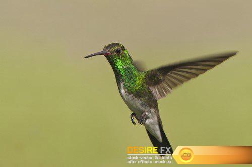 Hummingbird 8X JPEG