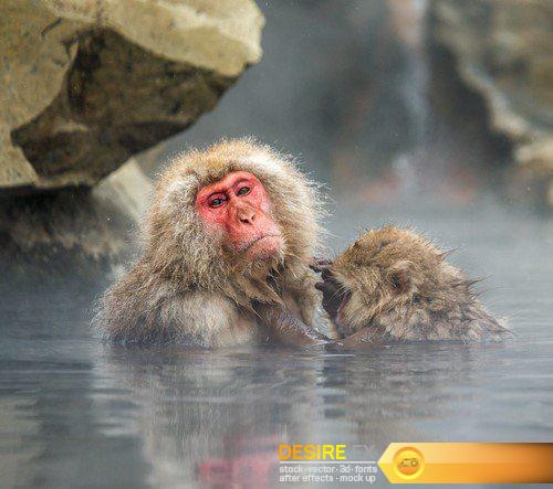 Monkey in park japanese hot springs 15X JPEG
