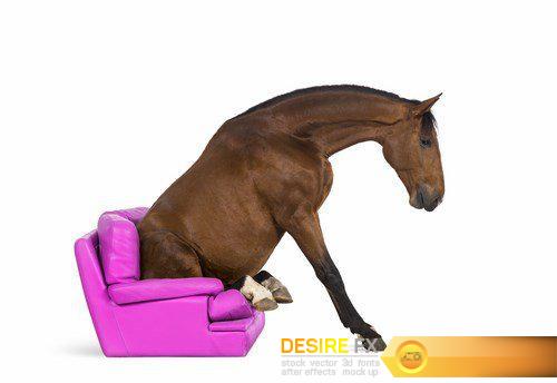 Andalusian horse sitting on an armchair - 14 UHQ JPEG