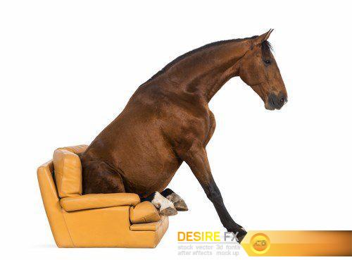 Andalusian horse sitting on an armchair - 14 UHQ JPEG