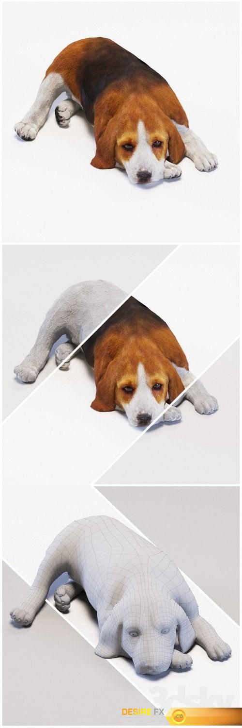 Beagle Dog 3d Model