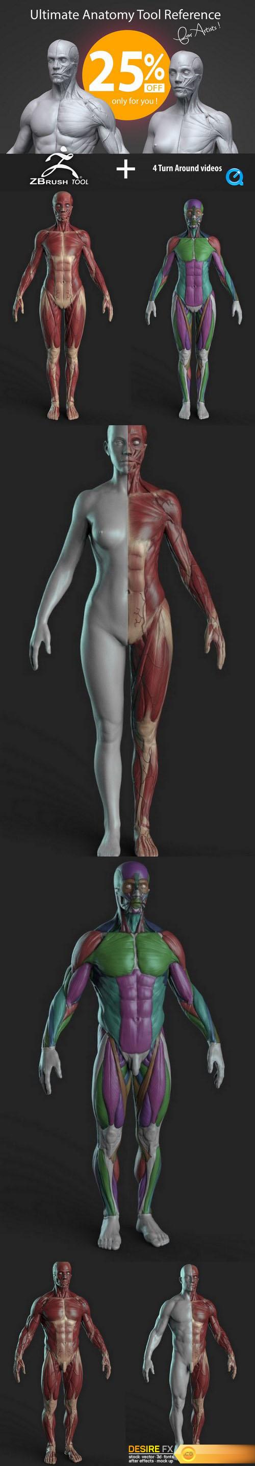 Desire FX Gumroad Ultimate Anatomy Tool Reference for