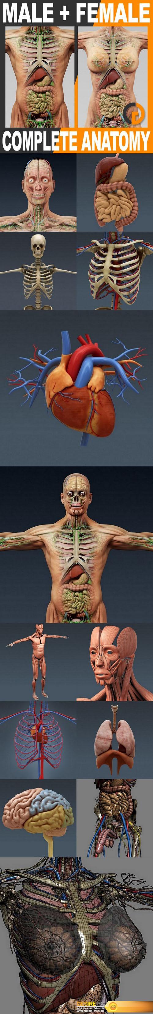 turbosquid 3d human male and female complete anatomy