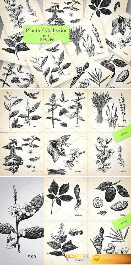 CM - Plants / Collection 2544631