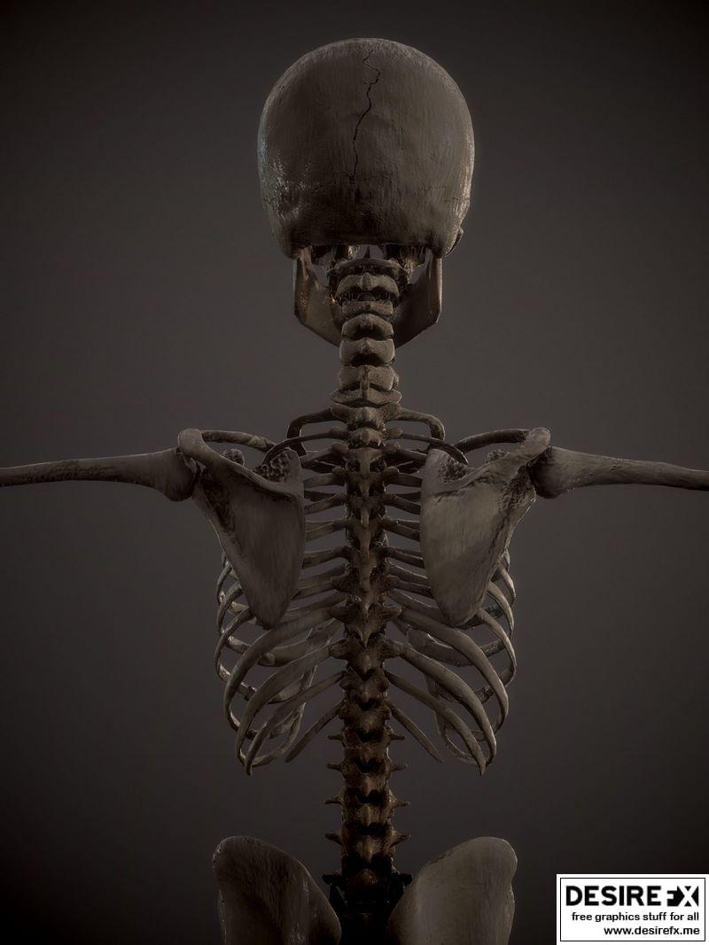 Desire FX 3d models | Skeleton kid and adolescents