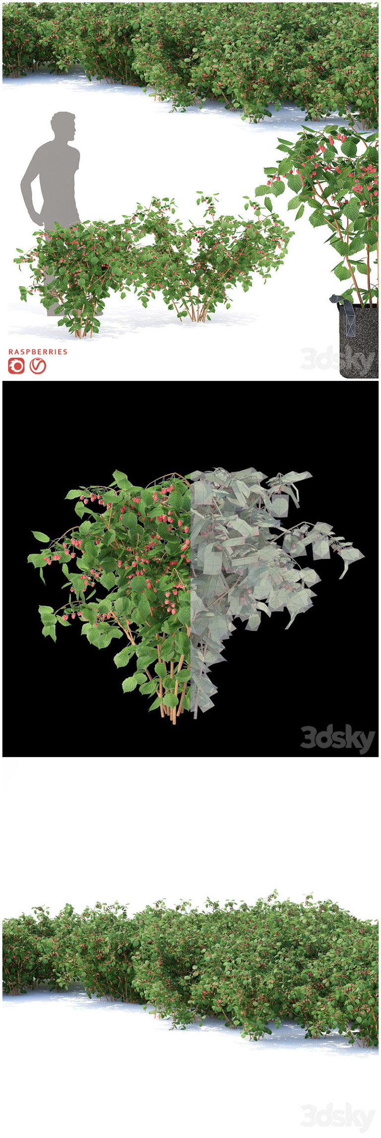 Raspberry Tree Model Desire FX 3d models | Raspberry bushes Raspberries – 3D Model