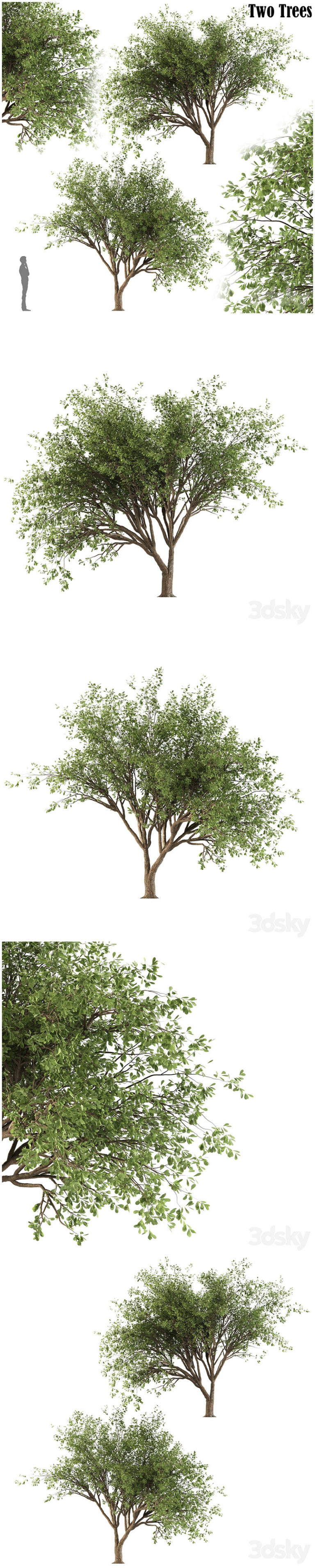 Desire FX 3d models | Chinese Stewartia tree (two trees) – 3D Model