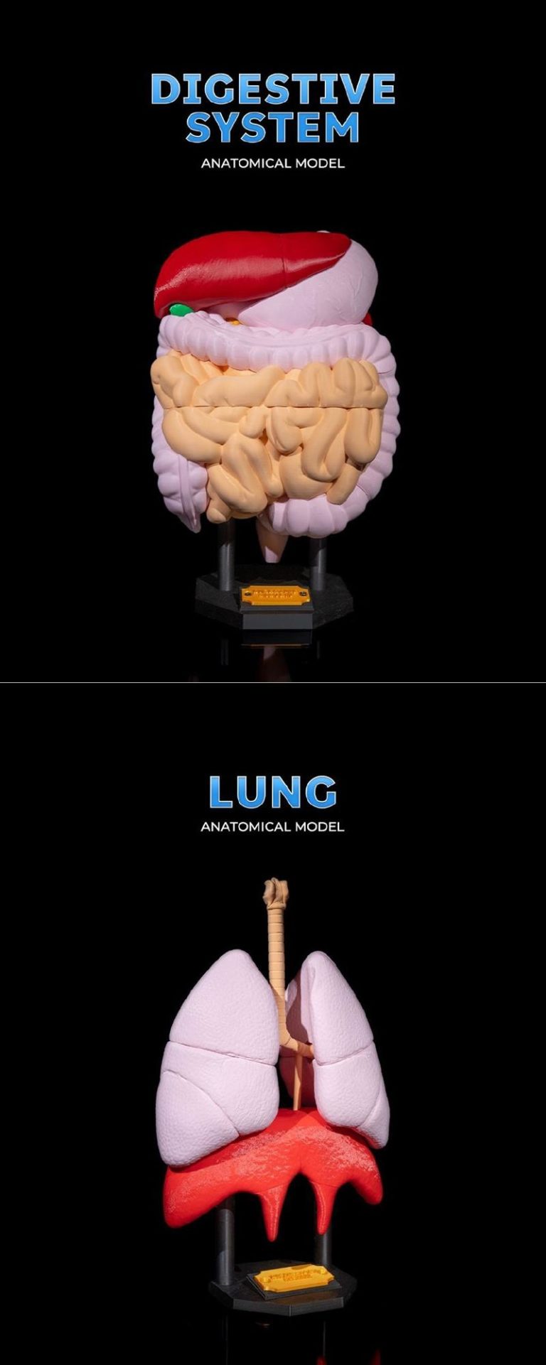 Desire FX 3d models | Digestive System Anatomical Model and Lung ...