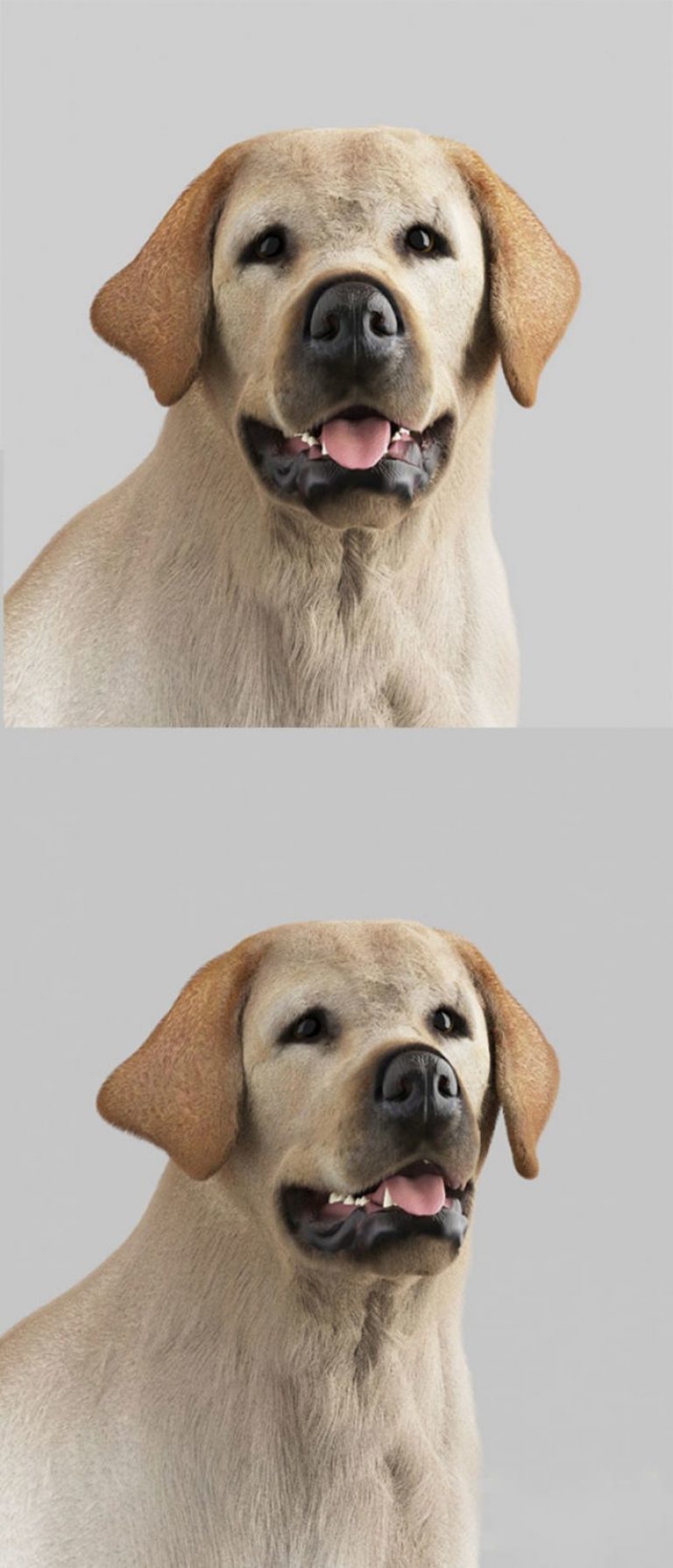 Labrador Model Desire FX 3d models | Labrador Retriever 3D model