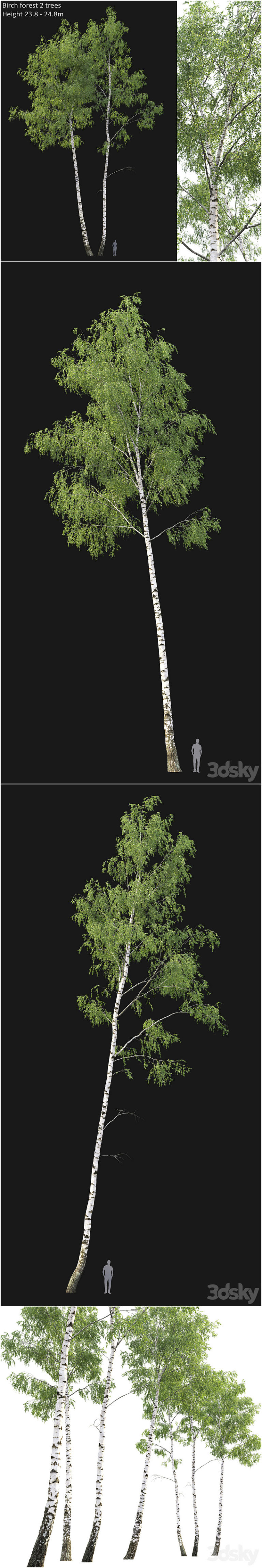 Desire FX 3d models | Birch forest part 7 – 3D Model