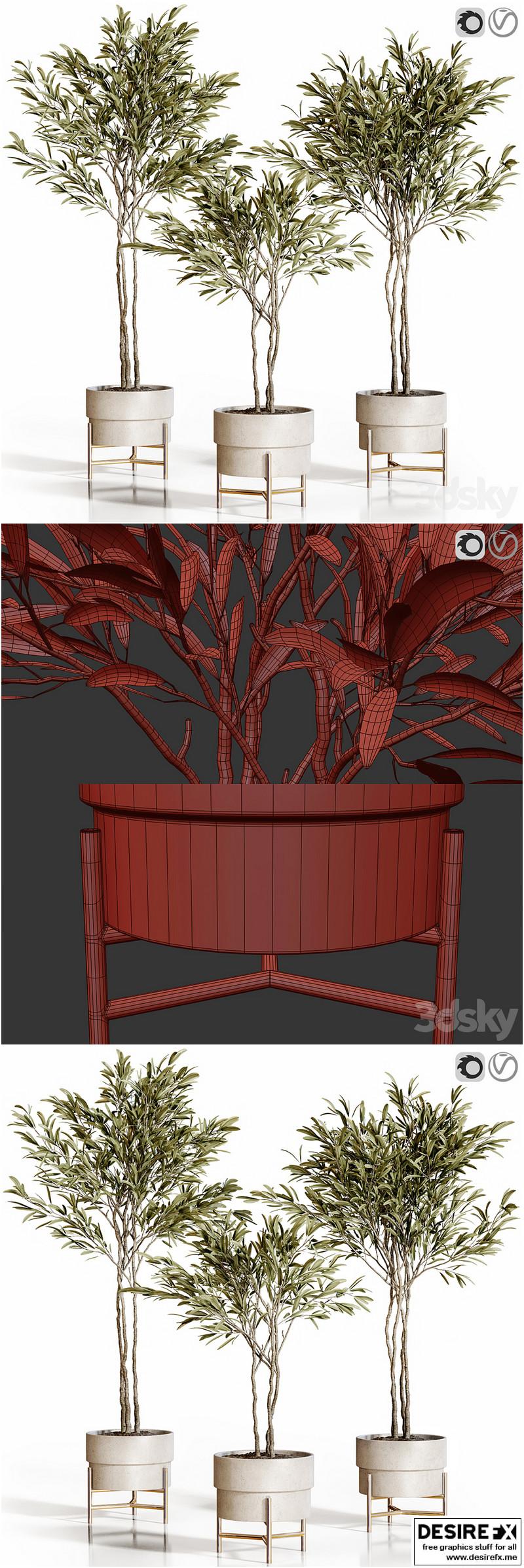 Olive trees 3 – 3D Model