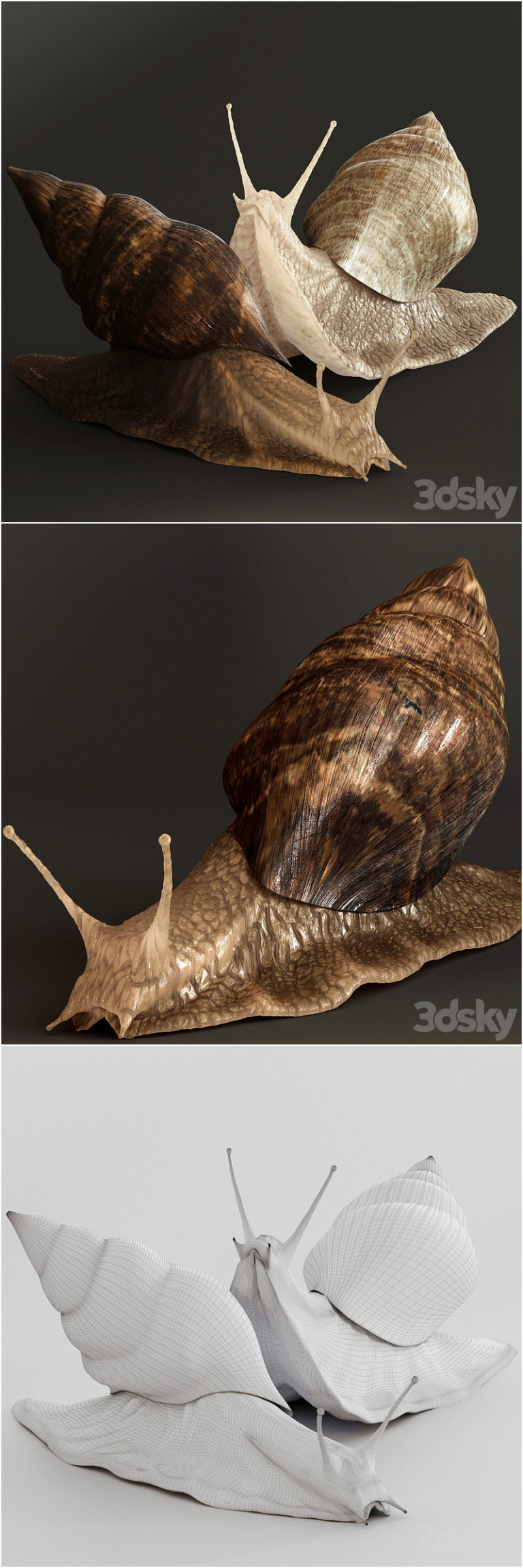 Desire FX 3d models | Snails – 3D Model