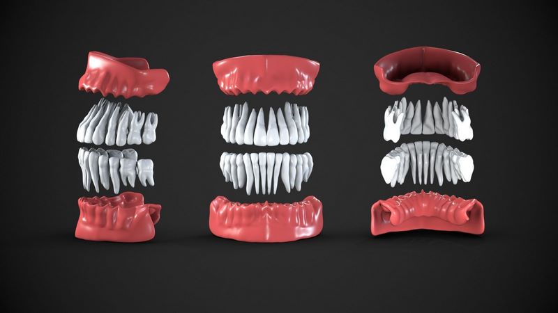 Desire FX 3d models | Dental anatomy Real human teeth anatomy medical ...