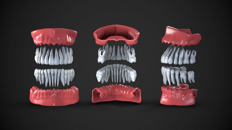 Desire FX 3d models | Dental anatomy Real human teeth anatomy medical ...