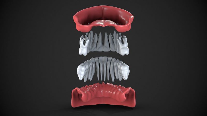 Desire FX 3d models | Dental anatomy Real human teeth anatomy medical ...