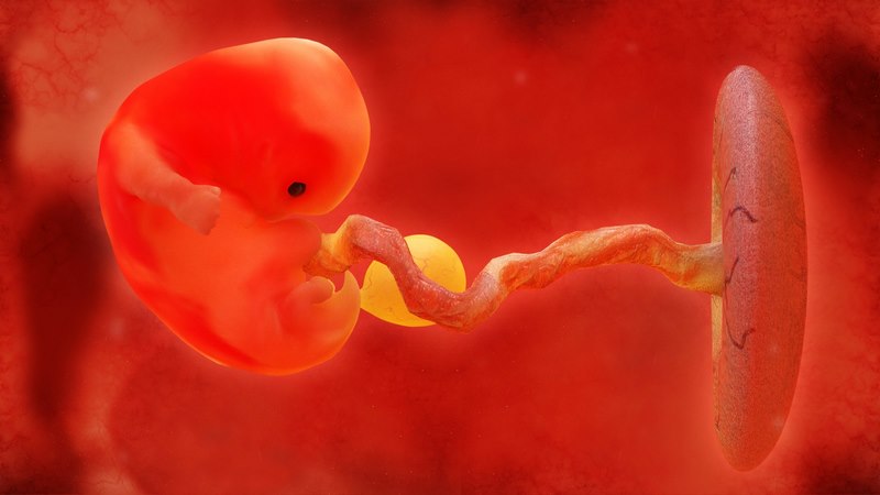 Desire FX 3d models | Fetus development