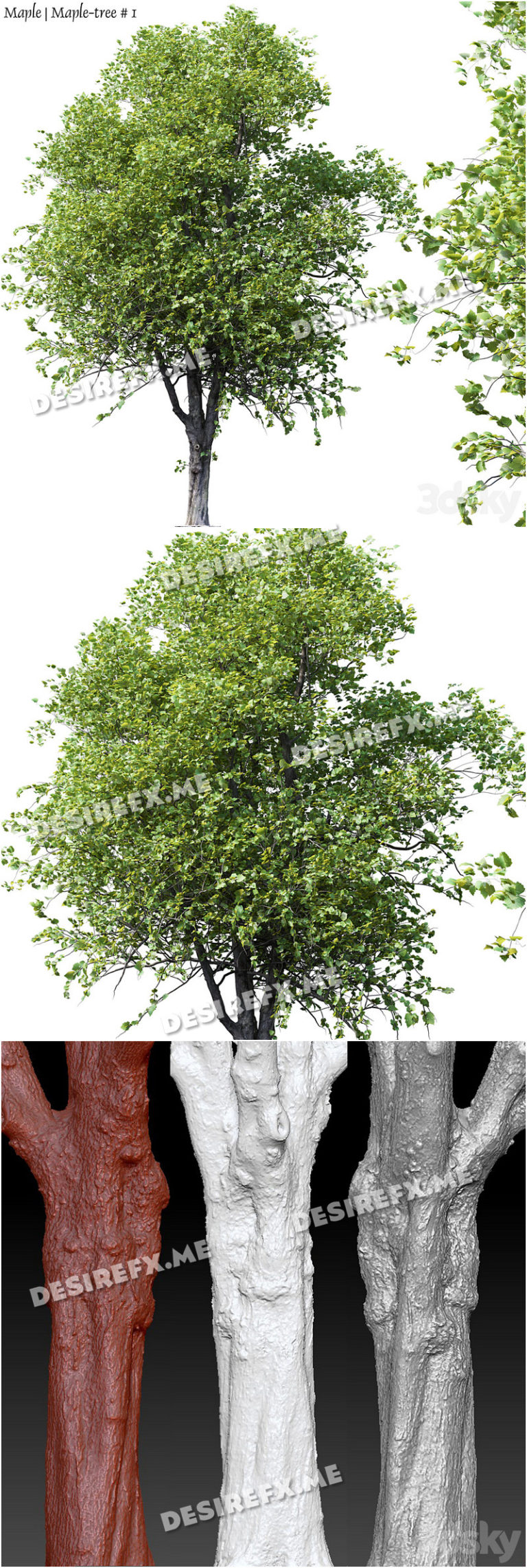Desire FX 3d models | Maple-tree # 1 – 3D Model