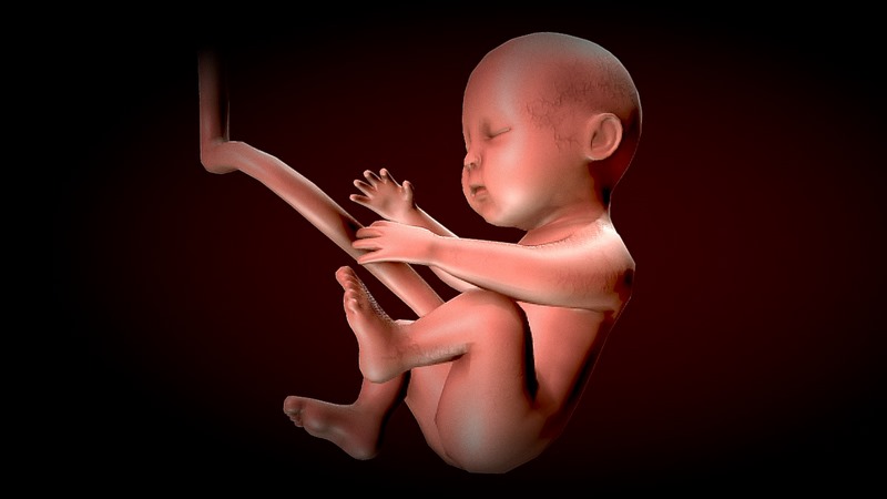Desire FX 3d models | Human Fetus – Stages of fetal development Low ...