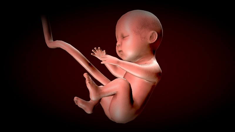 Desire FX 3d models | Human Fetus – Stages of fetal development Low ...