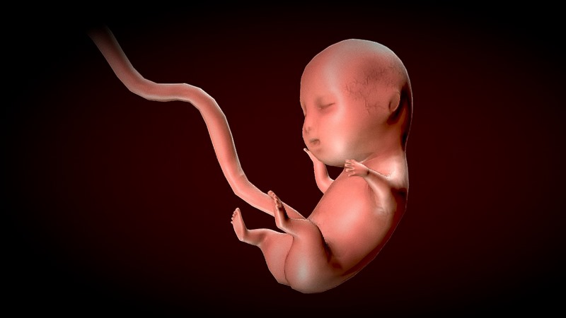 Desire FX 3d models | Human Fetus – Stages of fetal development Low ...