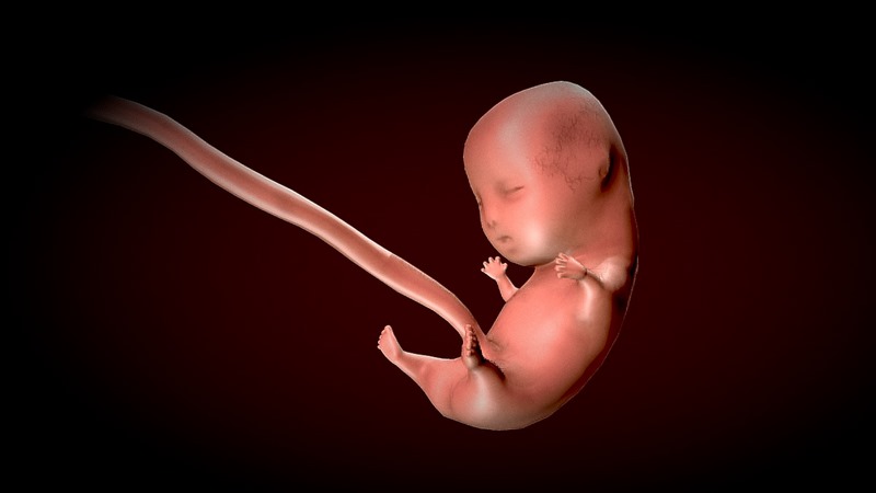 Desire FX 3d models | Human Fetus – Stages of fetal development Low ...