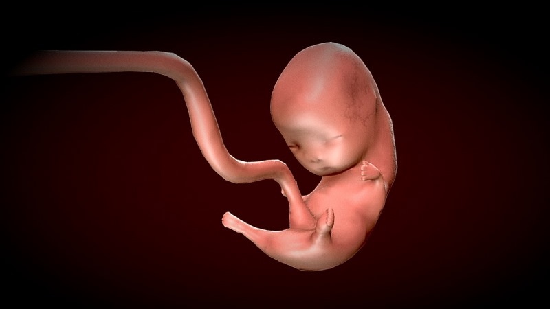 Desire FX 3d models | Human Fetus – Stages of fetal development Low ...