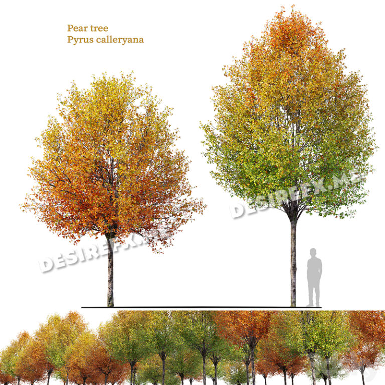 Pear Tree Model Desire FX 3d models | Autumn pear tree – 3D Model