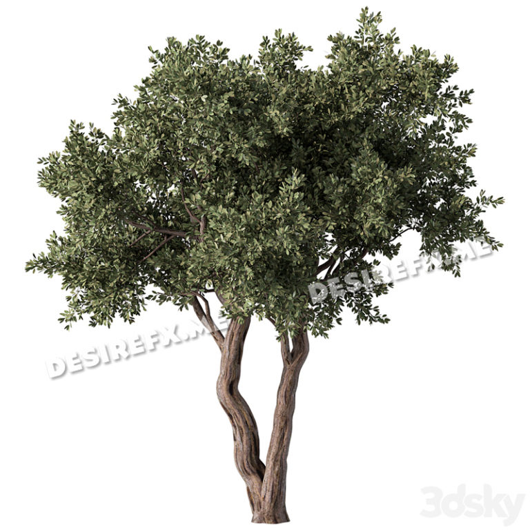 Desire FX 3d models | Tree No.59 – 3D Model